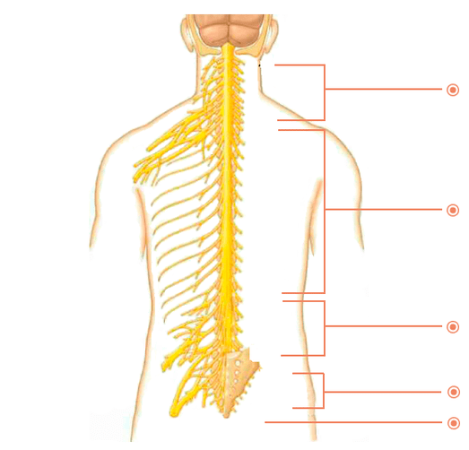 Zein lekutan dago osteochondrosia